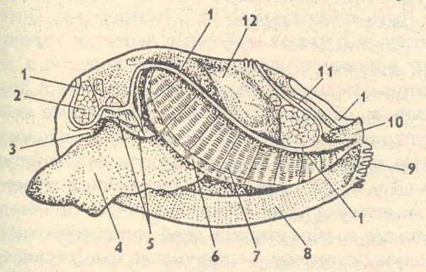 Внешнее строение раковины беззубки