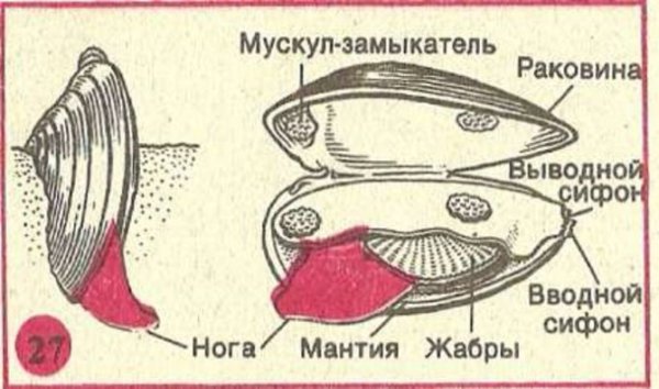 Беззубка моллюск внутреннее строение