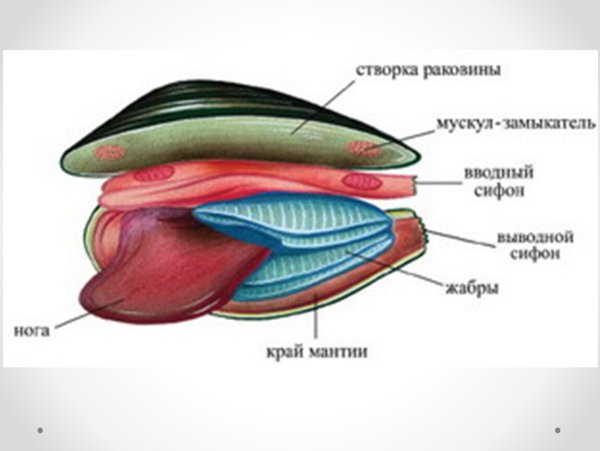 Раковина перловицы рисунок с подписями