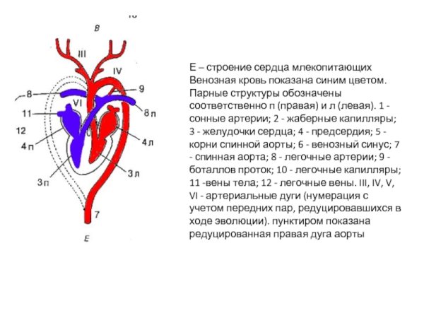 Схема строения сердца млекопитающих