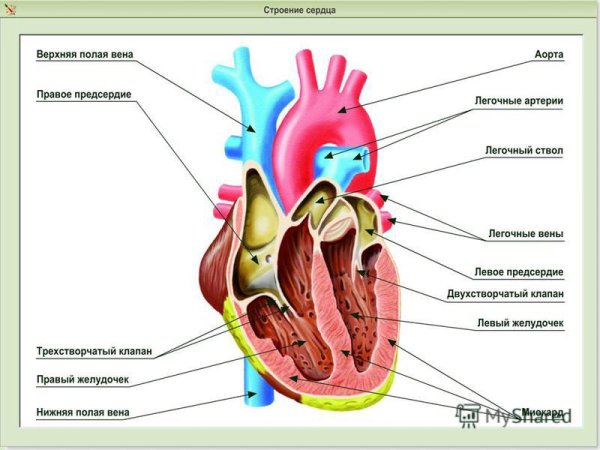Строение сердца животных анатомия
