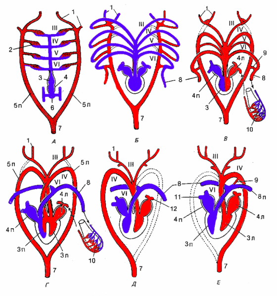 Круги кровообращения позвоночных