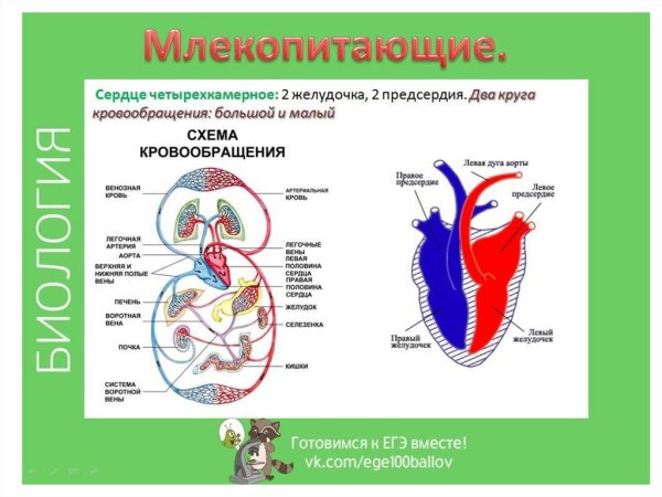 Малый круг кровообращения у млекопитающих схема
