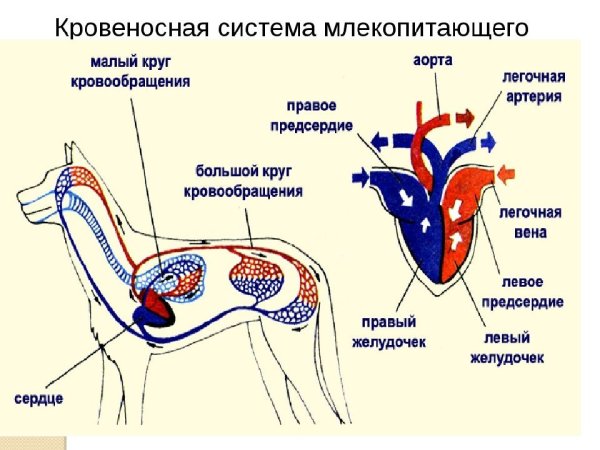 Кровеносная система собаки схема