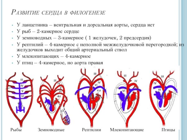Филогенез кровеносной системы хордовых кратко