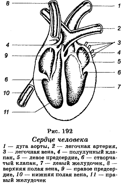 Строение Серда плеко питающего