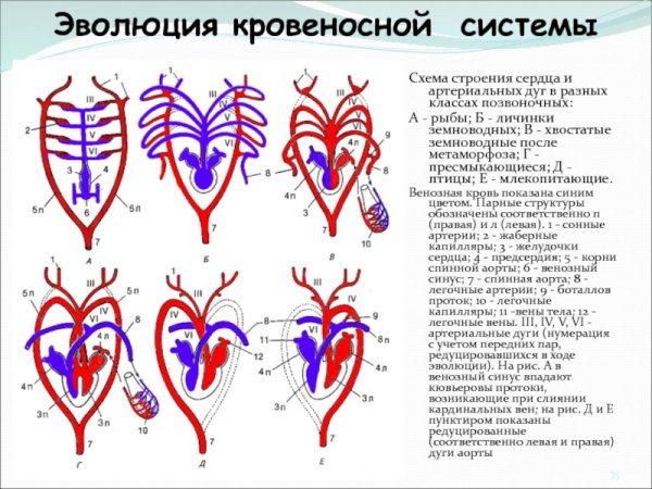 Эволюция кровеносной системы схема
