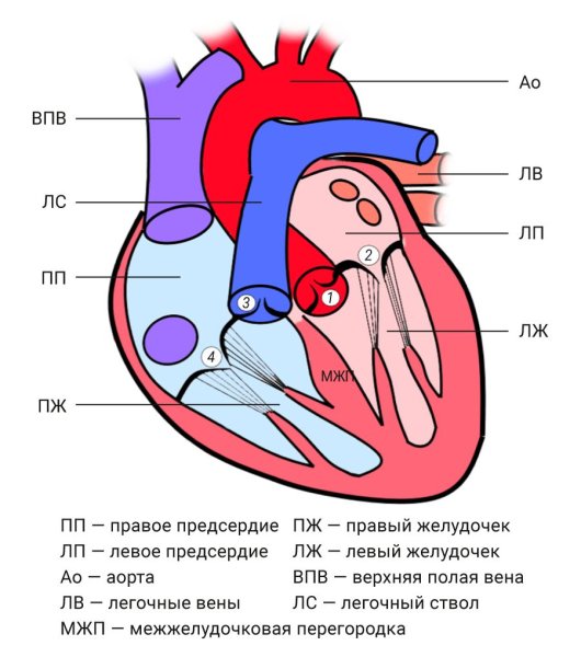 Трехстворчатый клапан сердца строение