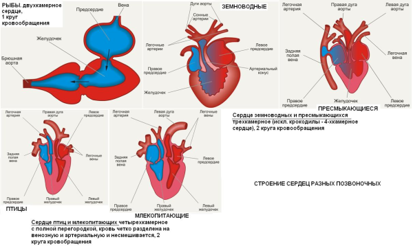 Эволюция кровеносной системы позвоночных