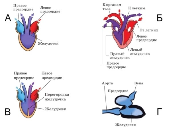 Схема строения кровеносной системы животных