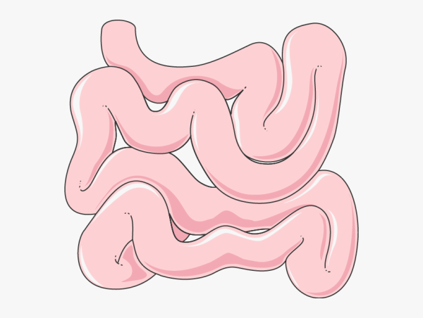 Кишечник нарисованный