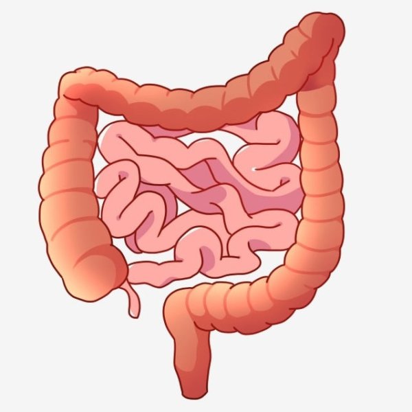 Кишечник тонкая кишка рисунок