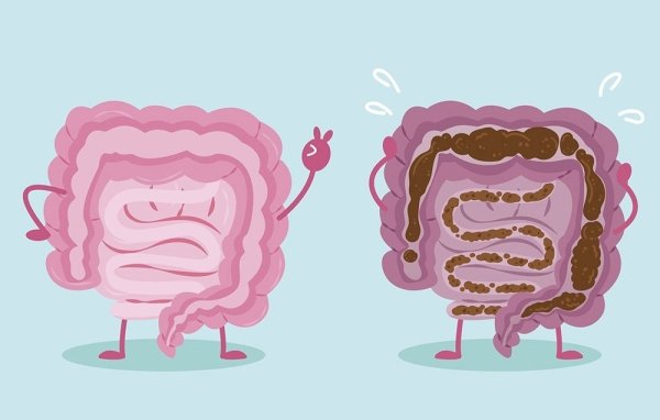 Отделы тонкой кишки анатомия