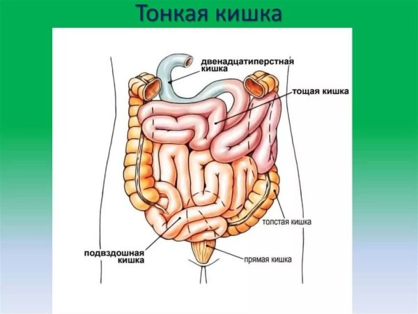 Толстый кишечник человека