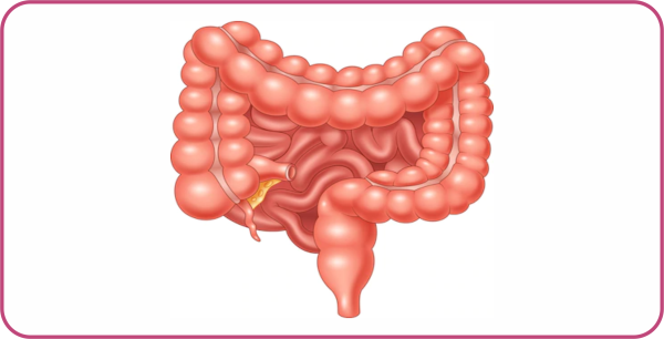 ЖКТ желудочно-кишечный тракт