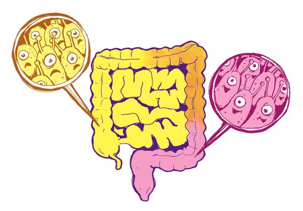 Кишечник рисунок