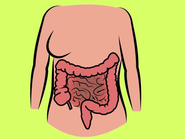 Строение толстой кишки анатомия