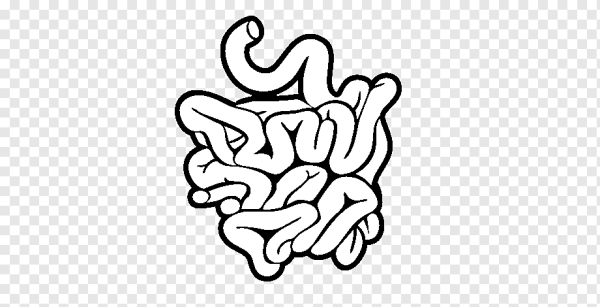 Толстая кишка анатомия схема