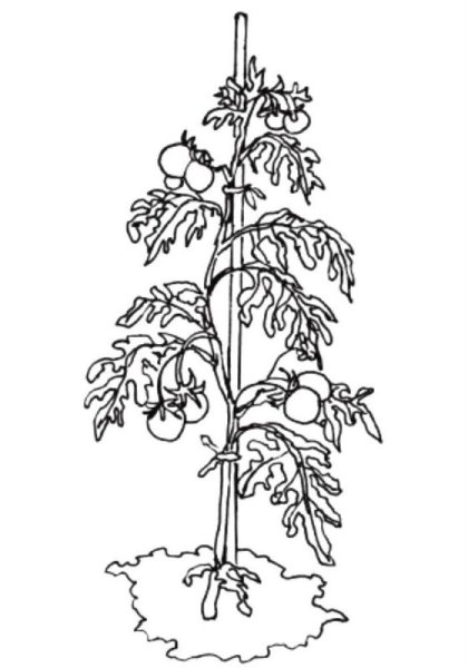 Куст помидора