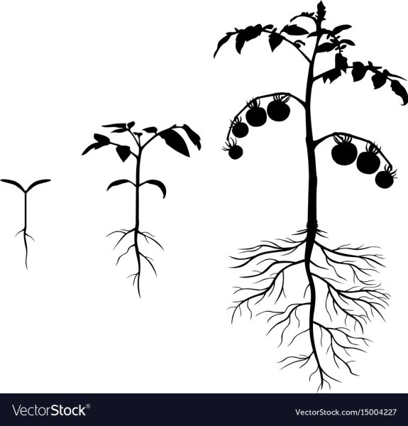 Куст помидора