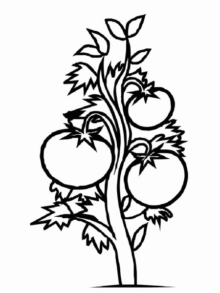 Картинка растения для детей раскраска