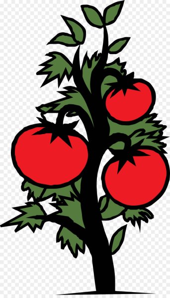 Помидор рисунок