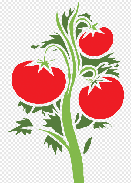 Куст помидоров на прозрачном фоне