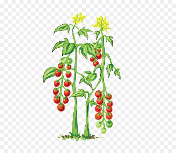 Куст помидора вектор