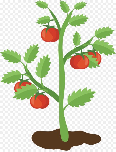 Куст томата на прозрачном фоне