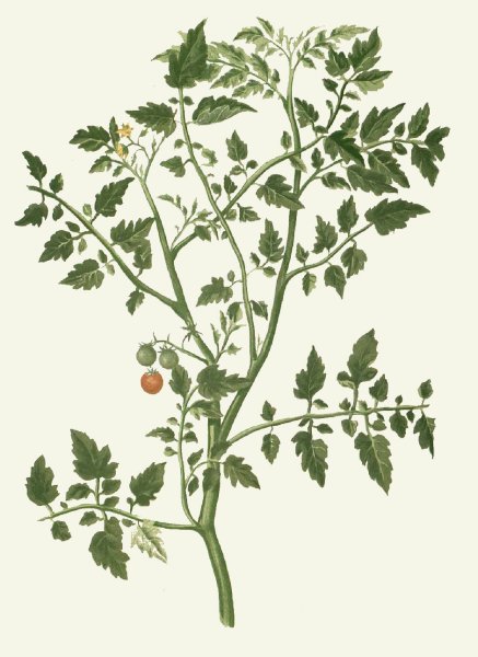 Травянистые растения помидор