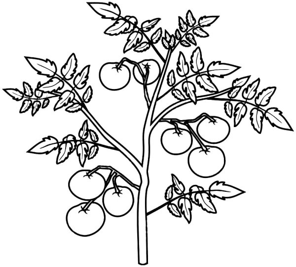 Помидор на веточке для раскрашивания