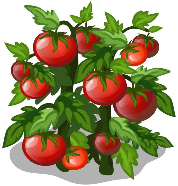 Томат куст вектор