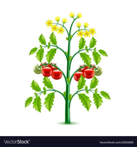 Куст помидоров на прозрачном фоне