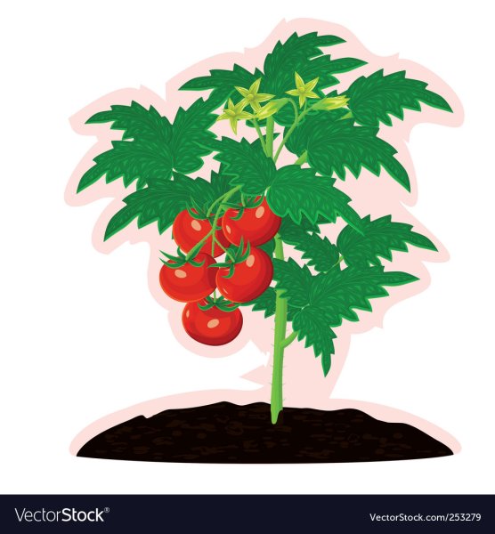 Куст томата на прозрачном фоне