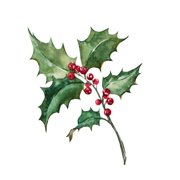 Остролист Ботаническая живопись