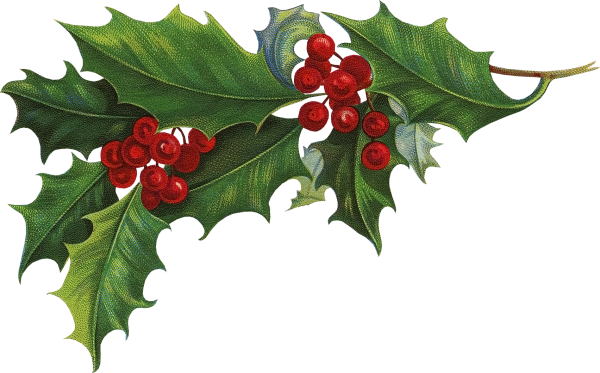 Падуб (остролист) – Holly
