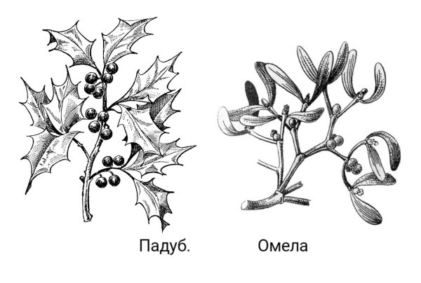 Гаустории омелы рисунок