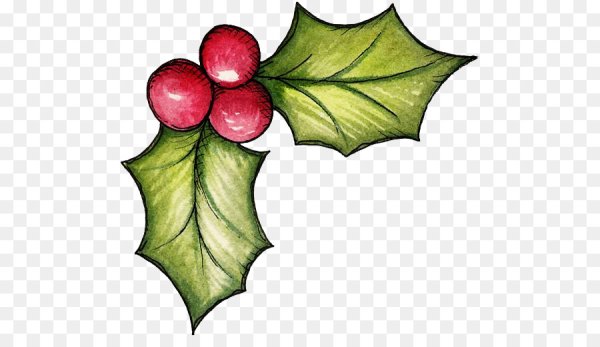 Омела Рождественская рисунок