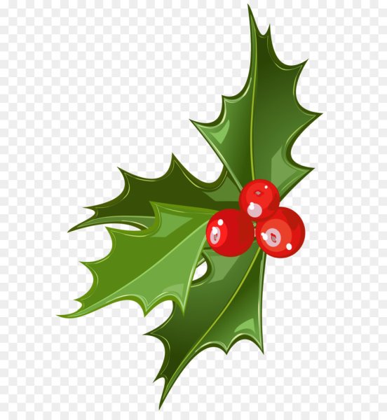 Омела остролист