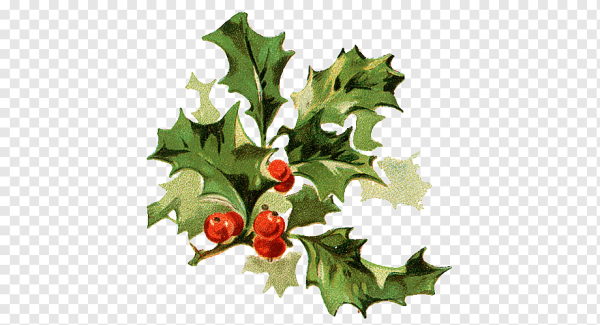 Рождественский остролист акварель