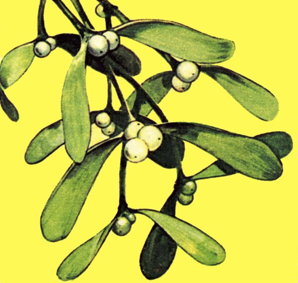 Ветка омелы трафарет