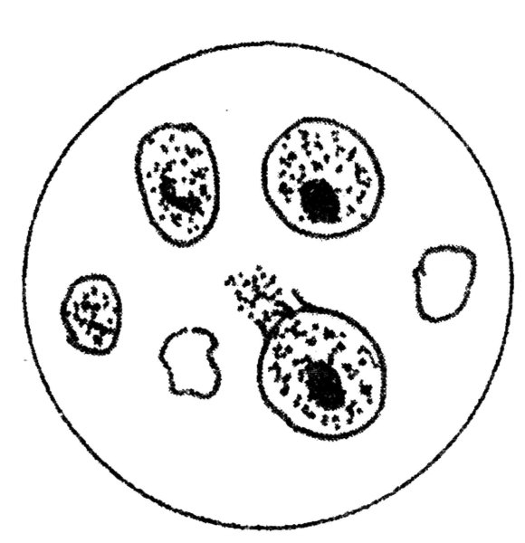 Хламидии микробиология