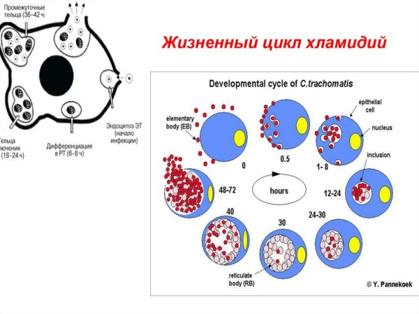 Цикл развития хламидий микробиология