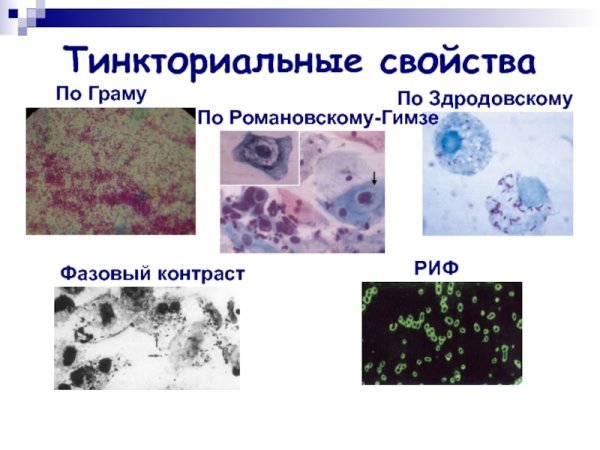 Хламидии trachomatis микробиология