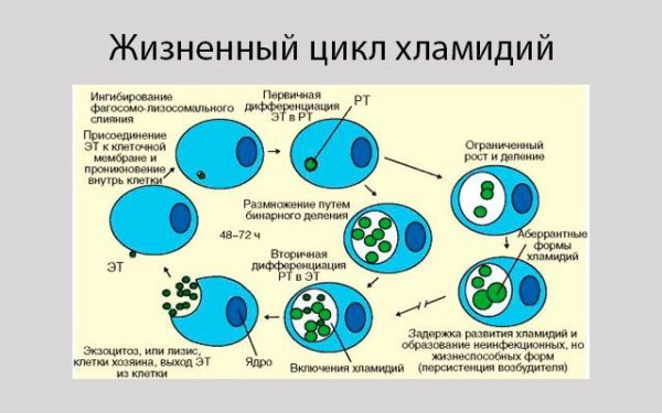 Строение хламидий микробиология