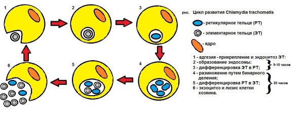 Хламидии рисунок бактерий