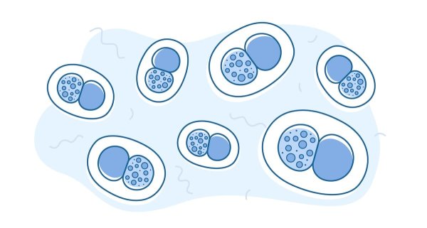 Морфология хламидиоза