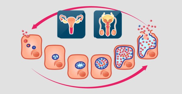 Цикл развития риккетсий