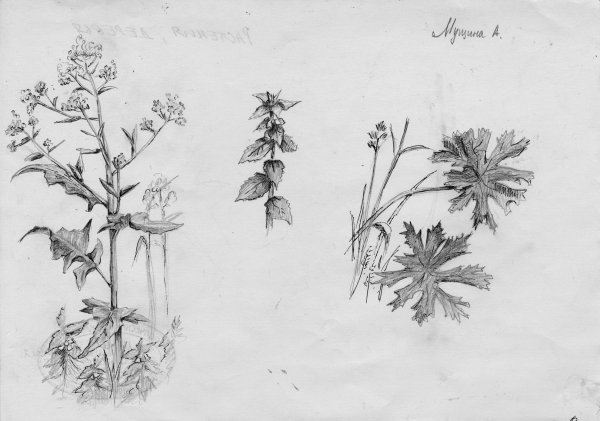 Пленэрные зарисовки Андрияка