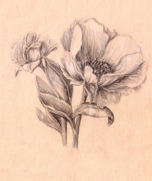 Цветы карандашом